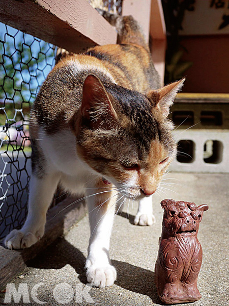讀谷燒窯之里的貓也對陶藝品感興趣。（圖片提供／TRAVELER Luxe旅人誌）