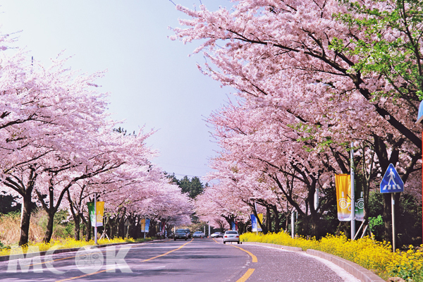 濟州島櫻花美景。（圖片提供／復興航空）