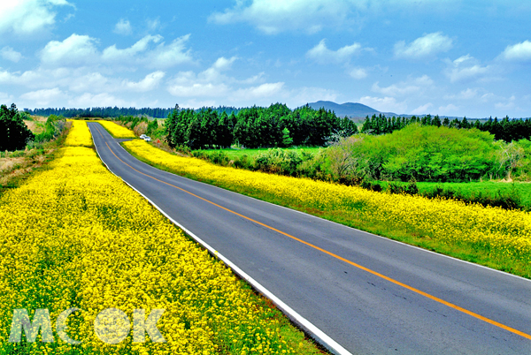 濟州七大美麗道路之一「細花鄉間道路」油菜花盛開景況。（圖片提供／復興航空）