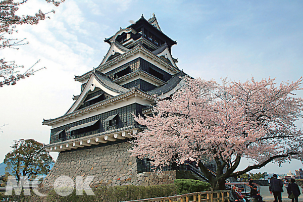 在櫻花襯托下，被譽為日本三大名城之一的熊本城也顯得嬌美。（圖片提供／TRAVELER Luxe旅人誌）