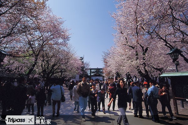 日本氣象廳每年都會在靖國神社觀測並宣布櫻花開花。（圖片提供／墨刻編輯部）