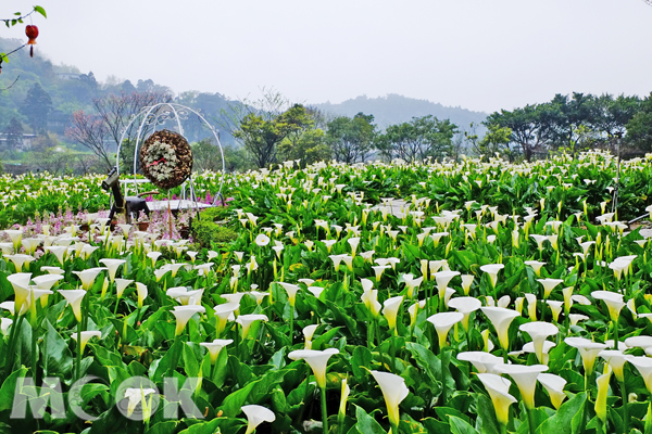 美麗的海芋盛開，讓竹子湖展現最美的畫面。（圖片提供／台北市產發局提供）