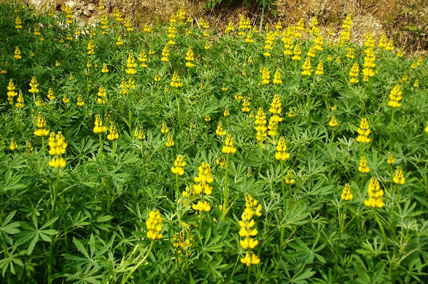 木柵貓空的魯冰花盛開。（圖片來源／台北市政府產業發展局）