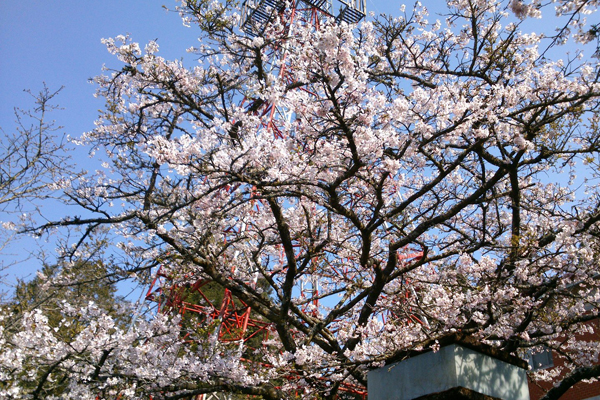 阿里山櫻花盛開。（圖片來源／嘉義林區管理處官網）