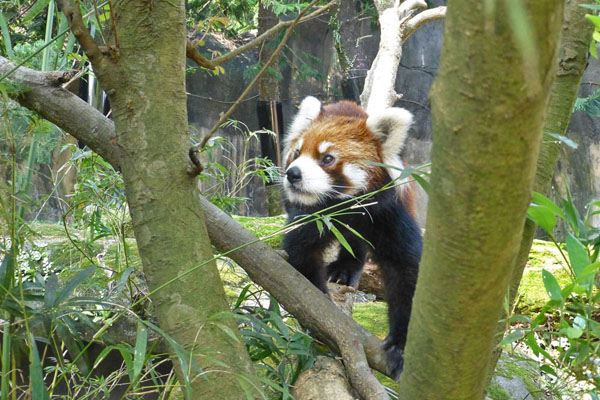 日本小貓熊「阿暢」現身台北市立動物園。（圖片來源／台北市立動物園官網）