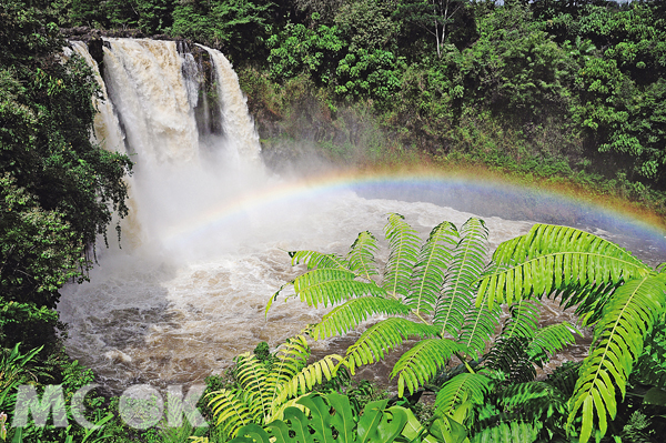 位於大島東岸希洛附近的彩虹瀑布，由於迎風面終年多雨，造就了這水勢盛大的瀑布以及茂盛的火山植物，在陽光照射下映出美麗的彩虹光芒，因而得名。（圖片提供／TRAVELER Luxe旅人誌）