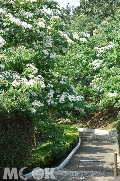 幽靜的桐花步道，是四月天最美的風景。（圖片提供／香格里拉樂園）