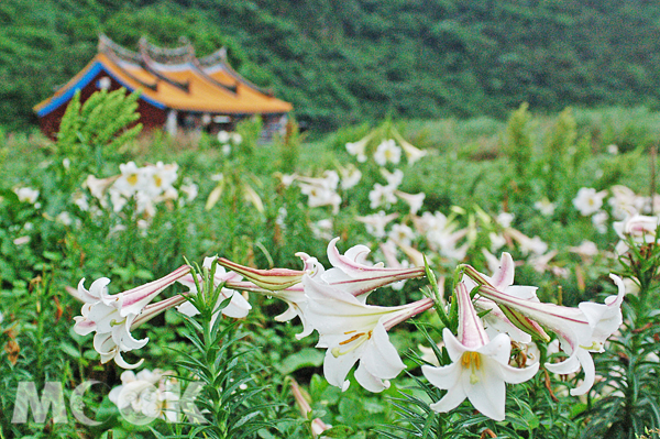 美麗的百合花為龜山島帶來豐沛的生命力氣息。（圖片提供／東北角暨宜蘭海岸國家風景區管理處）