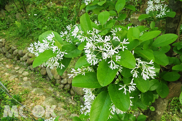 白石湖流蘇花盛開美景。（圖片來源／台北市政府工務局大地工程處）