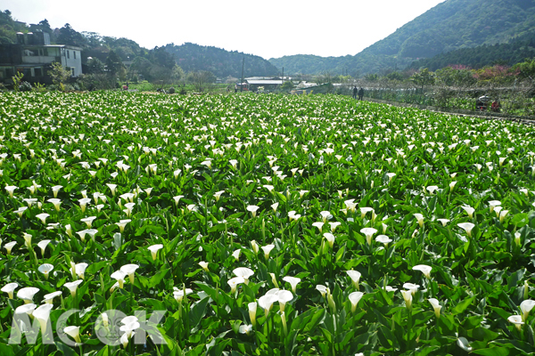 遼闊的海芋花海，讓人心花怒放。（圖片來源／台北市政府工務局大地工程處官網）