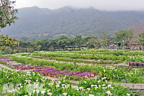 竹子湖海芋繽紛綻放。（圖片提供／台北市政府工務局大地工程處）