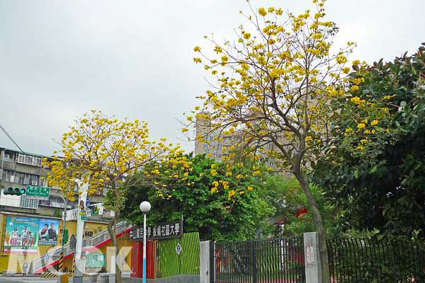 中山國中旁的黃花風鈴木盛開。（圖片提供／新北市政府農業局）