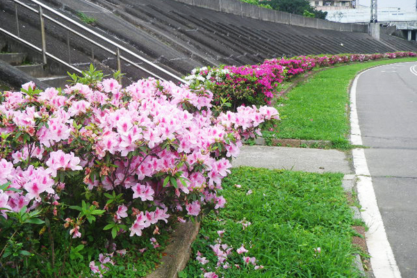 美麗的帶狀花河在河濱公園登場。（圖片來源／台北市政府工務局水利工程處）