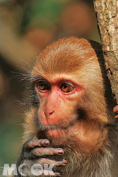 金鞭溪的猴群眾多，沿途都可見到靈巧生動的獼猴，不怕生地與遊客對望。（圖片提供／TRAVELER Luxe旅人誌）