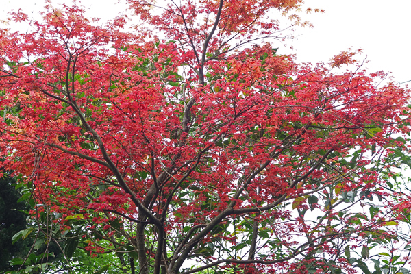 菁山社區的紅葉美景，讓春天更顯浪漫。（圖片來源／臺北市政府工務局大地工程處）