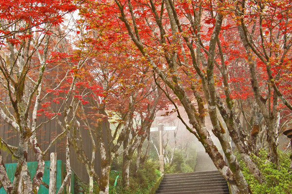 太平山 「紫葉槭」轉紅美景。（圖片來源／行政院農業委員會林務局官網）