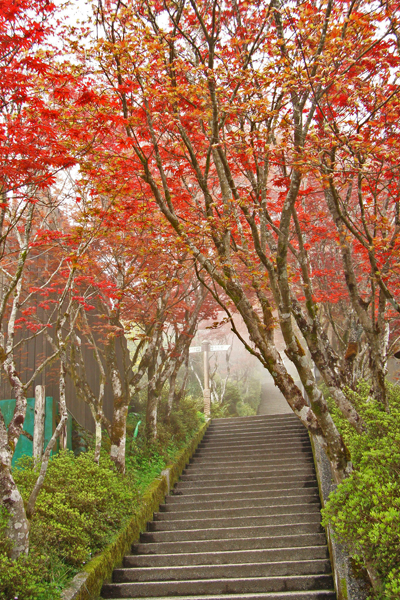 太平山 「紫葉槭」轉紅美景。（圖片來源／行政院農業委員會林務局官網）