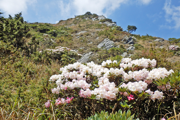 合歡山的「玉山杜鵑」進入最佳賞花期。（圖片來源／行政院農業委員會林務局）