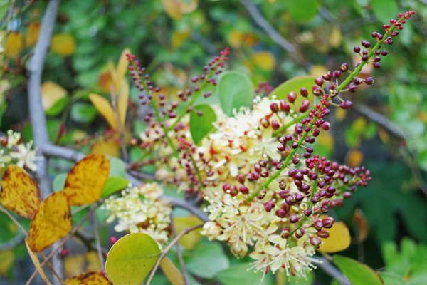 墨水樹開花，花香濃郁。（圖片來源／台北市政府工務局大地工程處）