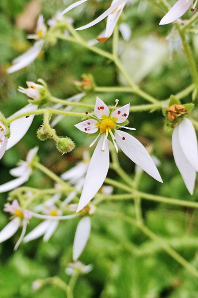 虎耳草花清秀細緻。（圖片來源／台北市政府工務局大地工程處）