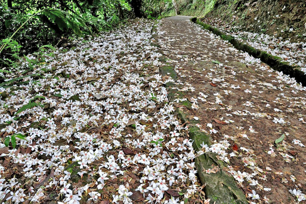 樟湖步道桐花美景。（圖片來源／台北市政府工務局大地工程處）