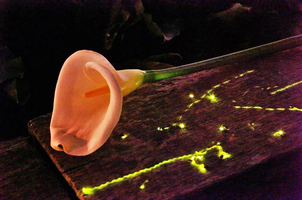 竹子湖海芋與螢火蟲。（圖片來源／台北市政府工務局大地工程處，財福海芋田盧小姐提供）