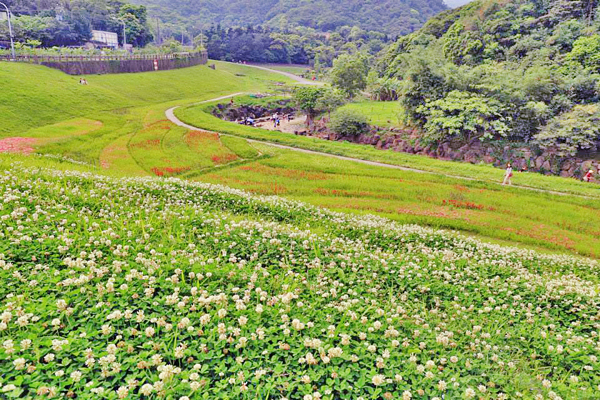 白花三葉草在大溝溪生態園區盛開。（圖片來源／台北市政府工務局水利工程處）