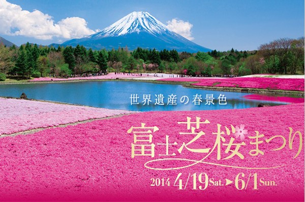 一年一度的富士之櫻季，一年比一年盛大，今年舉辦到6月1日（圖片來源／富士芝桜まつり）