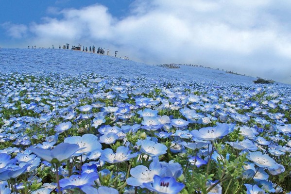 琉璃唐草花海的景致令遊客難忘。（圖片來源／國營ひたち海浜公園）