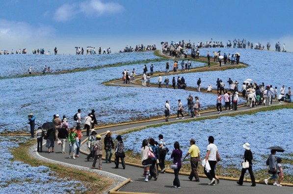 大批遊客前來欣賞琉璃唐草花海。（圖片來源／國營ひたち海浜公園）