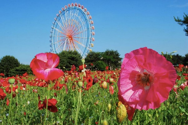 五月也可欣賞虞美人草。（圖片來源／國營ひたち海浜公園）