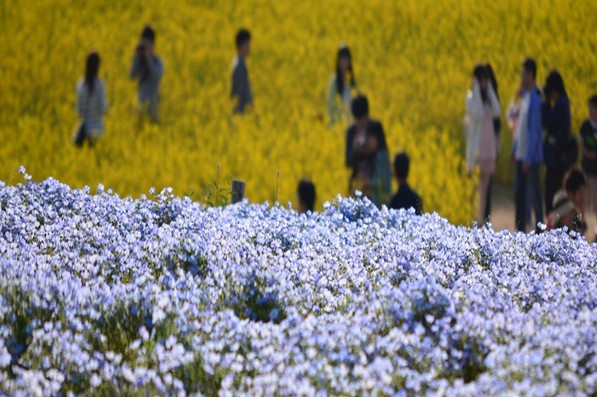 琉璃唐草花海與黃色菜花花海相互輝映。（圖片來源／國營ひたち海浜公園）