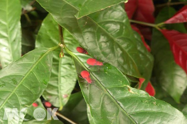 紅姬緣椿象又名紅椿象，有「臺灣欒樹下的小精靈」之稱。（圖片提供／新北市政府農業局）