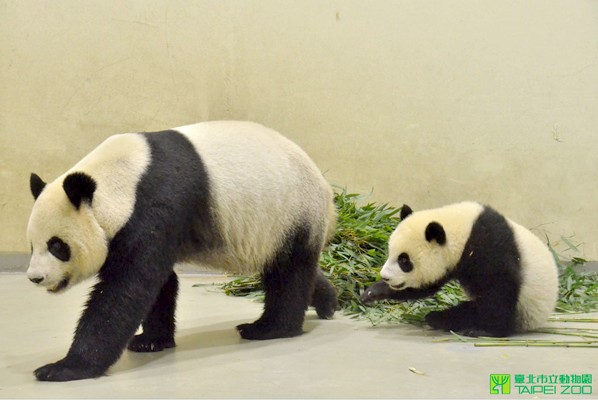 圓仔喜歡尾隨媽媽圓圓。（圖片來源／台北市立動物園）