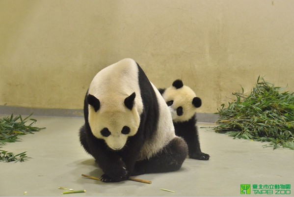 圓仔跟媽媽賴在一起，彷彿在撒嬌。（圖片來源／台北市立動物園）