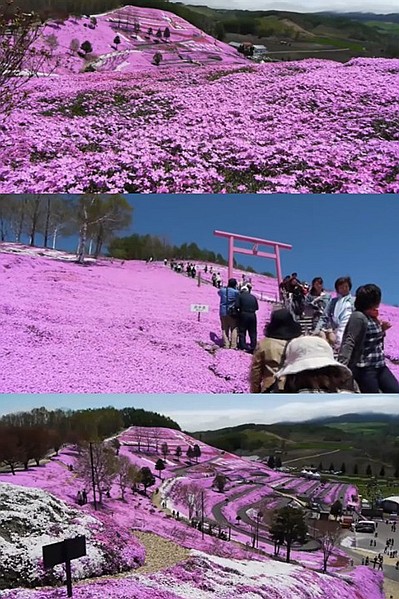 美輪美奐的夢幻花海－芝櫻，令遊客如癡如醉。(圖片來源／東藻琴芝櫻公園)