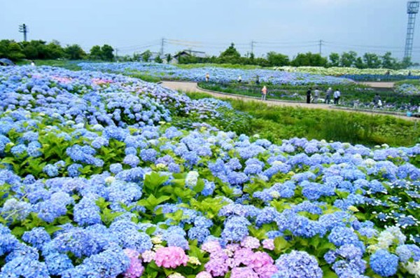 菜花之鄉(なばなの里)，擁有日本最大的紫陽花花園。(圖片來源／なばなの里)