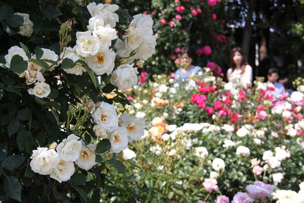 五月上旬到六月上旬是玫瑰花季。(圖片來源／なばなの里)