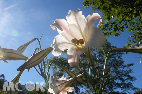 白石湖的萱草與百合花正綻放，適合前往郊遊賞花。（圖片提供／臺北市大地處）