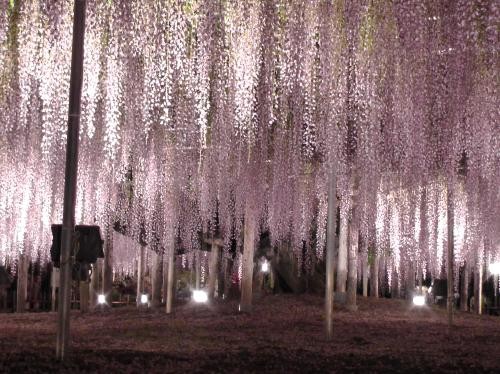 大藤夜間的模樣。(圖片來源／足利花公園)