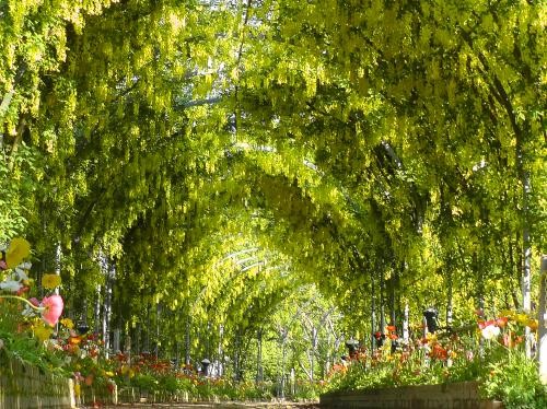 80公尺長的藤花隧道，夢幻浪漫，景色優美。(圖片來源／足利花公園)