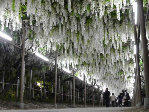 白藤隧道。(圖片來源／足利花公園)