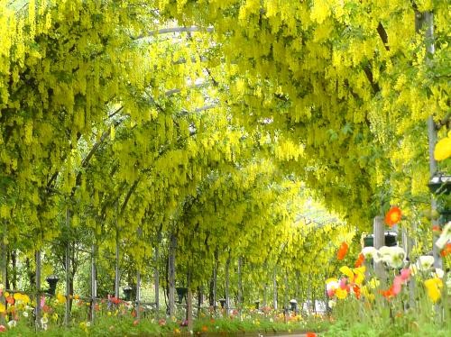 如黃金雨般的黃藤隧道。(圖片來源／足利花公園)