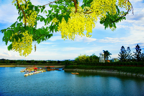 虎頭埤的阿勃勒開花美景(圖片提供／台南市政府觀光旅遊局)