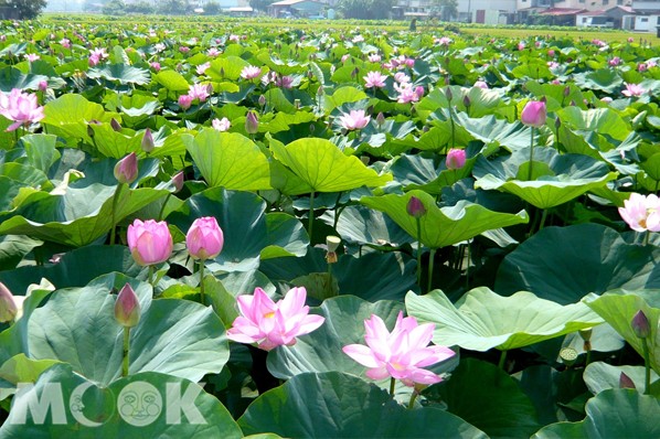 臺南白河蓮花季是五月下旬到七月初台南白河的重要活動。(圖片提供／台南市政府)