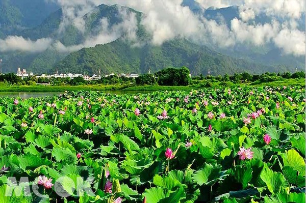 臺南白河蓮花季(圖片提供／台南市政府)