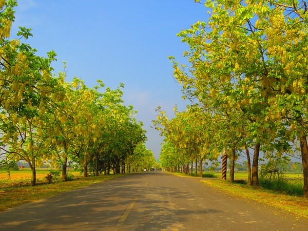 臺南白河蓮花田週邊也有阿勃勒大道，可欣賞不同的花海風情。(圖片提供／台南市政府)