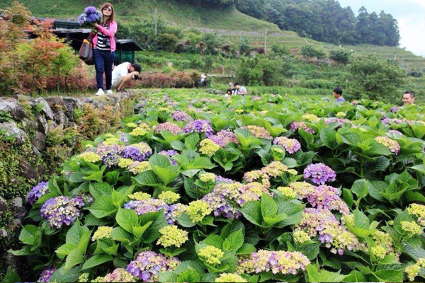 (圖片來源／大梯田花卉生態農園)