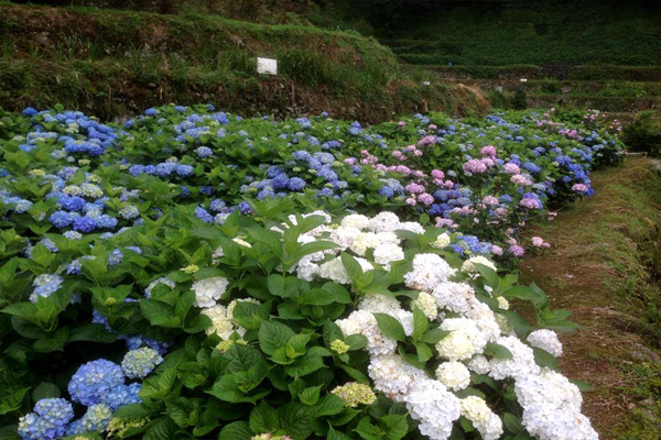 竹子湖繡球花季(圖片來源／大梯田花卉生態農園)