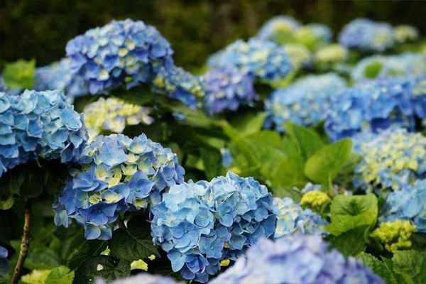 竹子湖繡球花季(圖片來源／大梯田花卉生態農園)